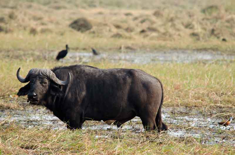 Búfalo Africano - parque nacional de Chobe - Botswana.jpg
